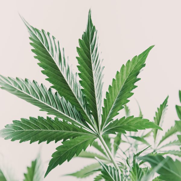 Cannabis Use In Teens Impairs Brain Function Far More Than Alcohol Cannabis, Alcohol, Brain Function